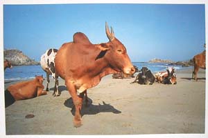  インドで出会ったポストカード７「インドの牛は幸せだね」